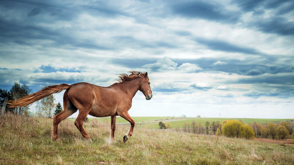 Brown horse galloping freely across a grassy field, symbolizing the Year of the Horse for 2026.